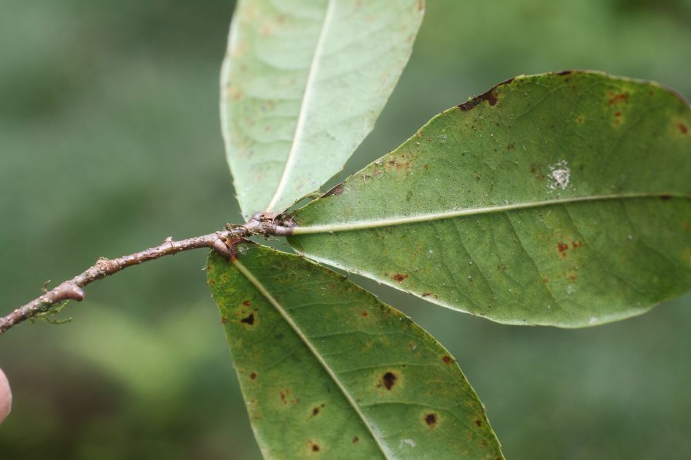 Ochnaceae Ochna serrulata