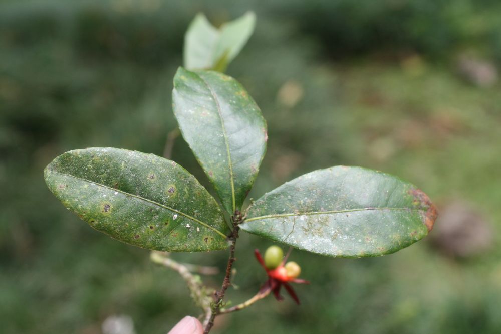 Ochnaceae Ochna serrulata