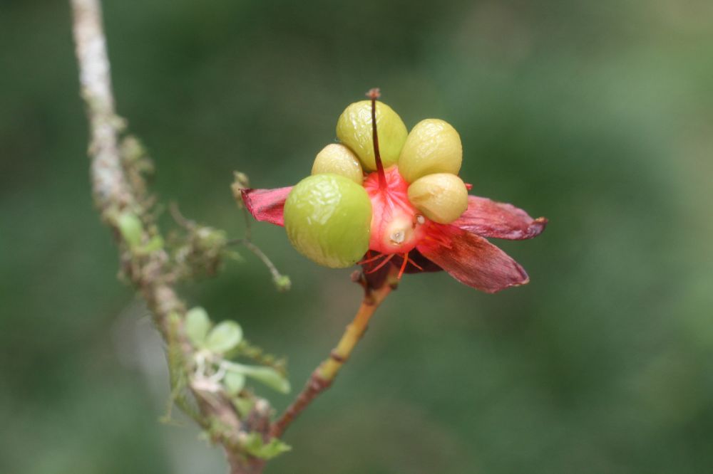 Ochnaceae Ochna serrulata