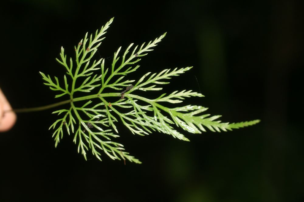 Pteridaceae Pteris altissima