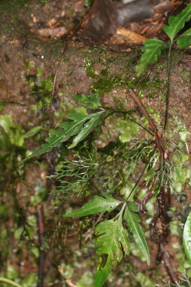 Pteridaceae Pteris altissima