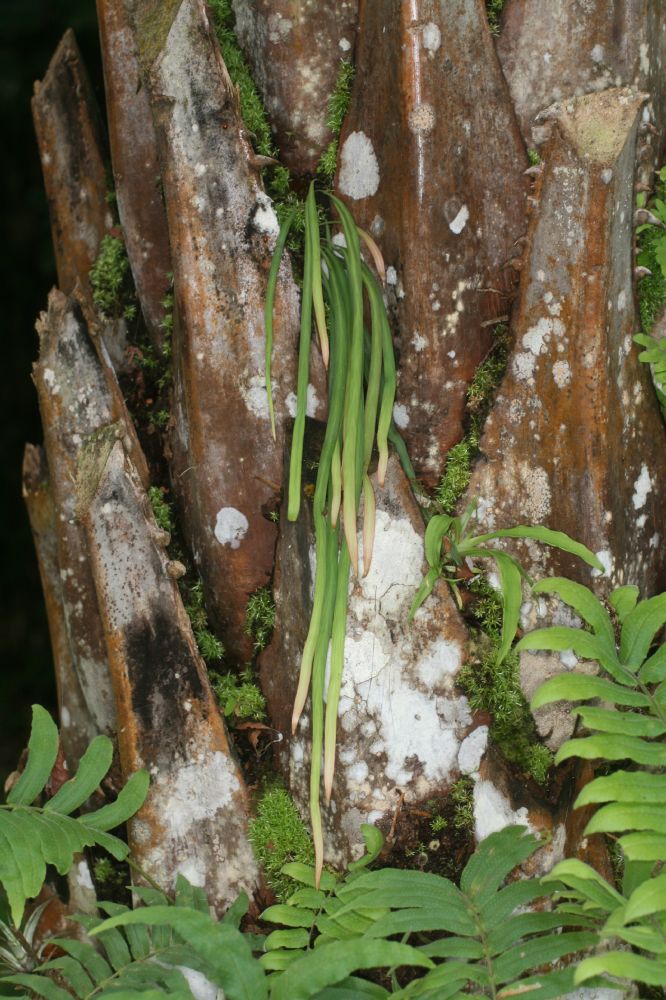 Pteridaceae Radiovittaria stipitata