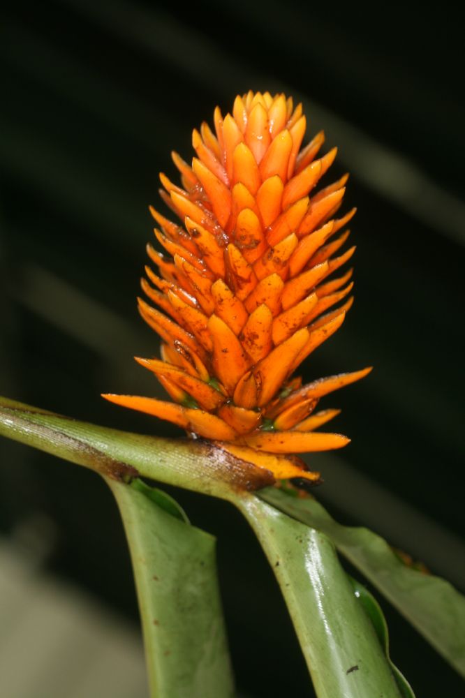 Zingiberaceae Renealmia cernua