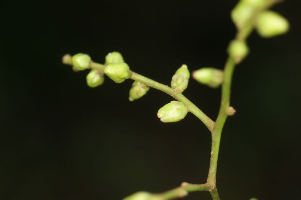 Lepidobotryaceae Ruptiliocarpon caracolito