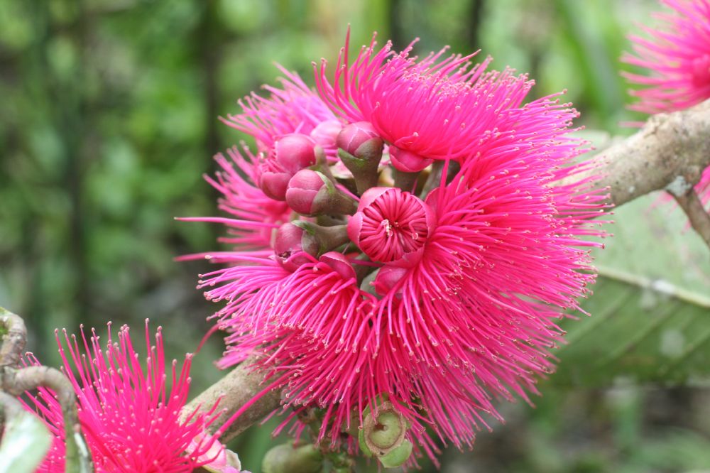 Myrtaceae Syzygium malaccense