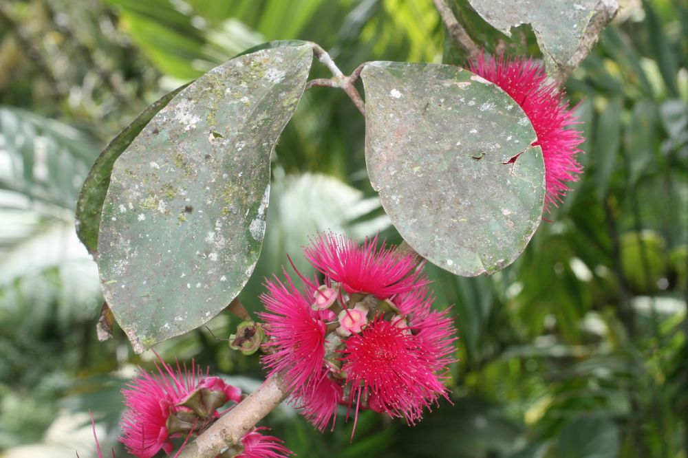 Myrtaceae Syzygium malaccense