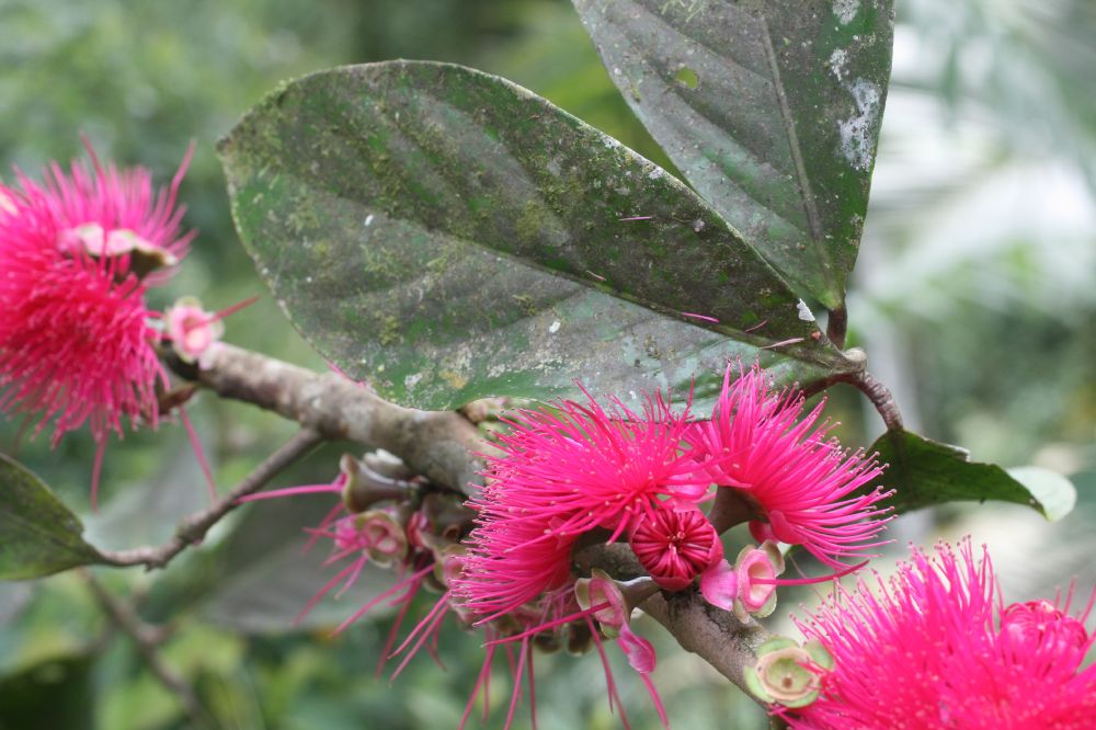 Myrtaceae Syzygium malaccense