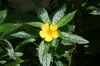 image of Turnera ulmifolia