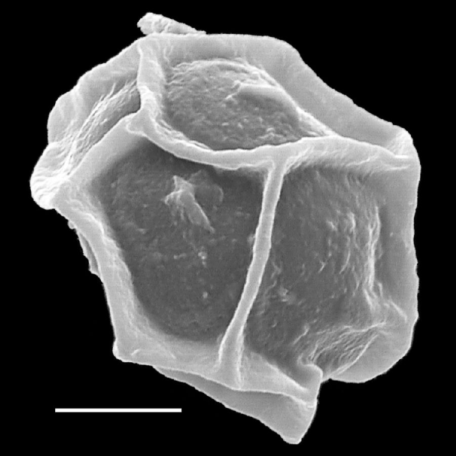 Dryopteridaceae Stigmatopteris contracta