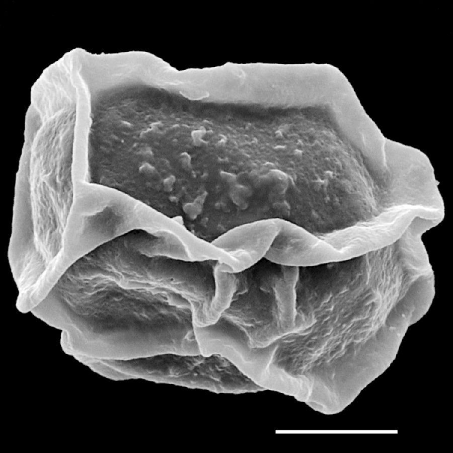 Dryopteridaceae Stigmatopteris contracta
