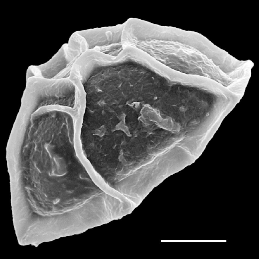 Dryopteridaceae Stigmatopteris contracta