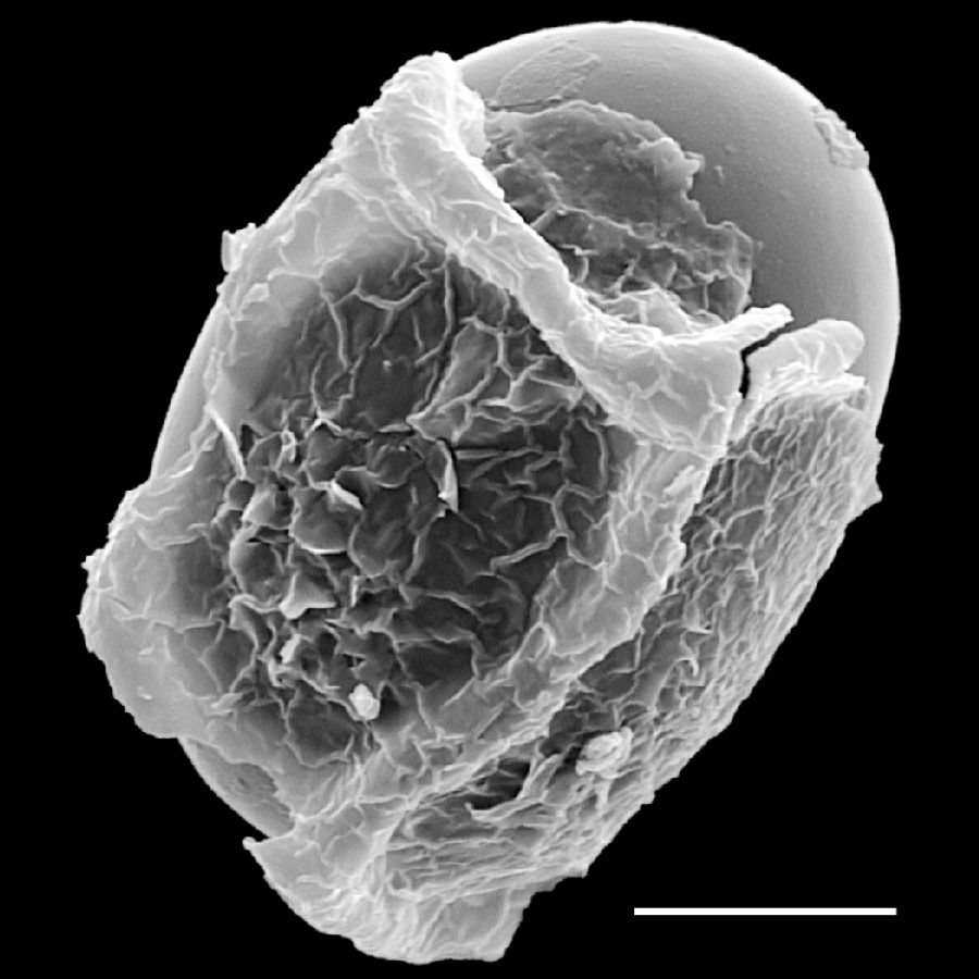 Dryopteridaceae Stigmatopteris longicaudata