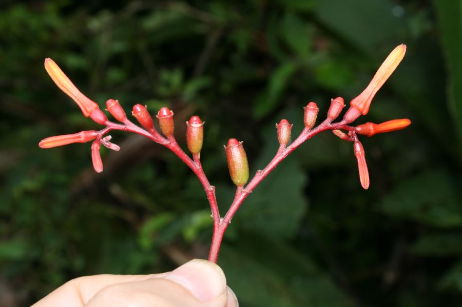 Rubiaceae Hamelia patens