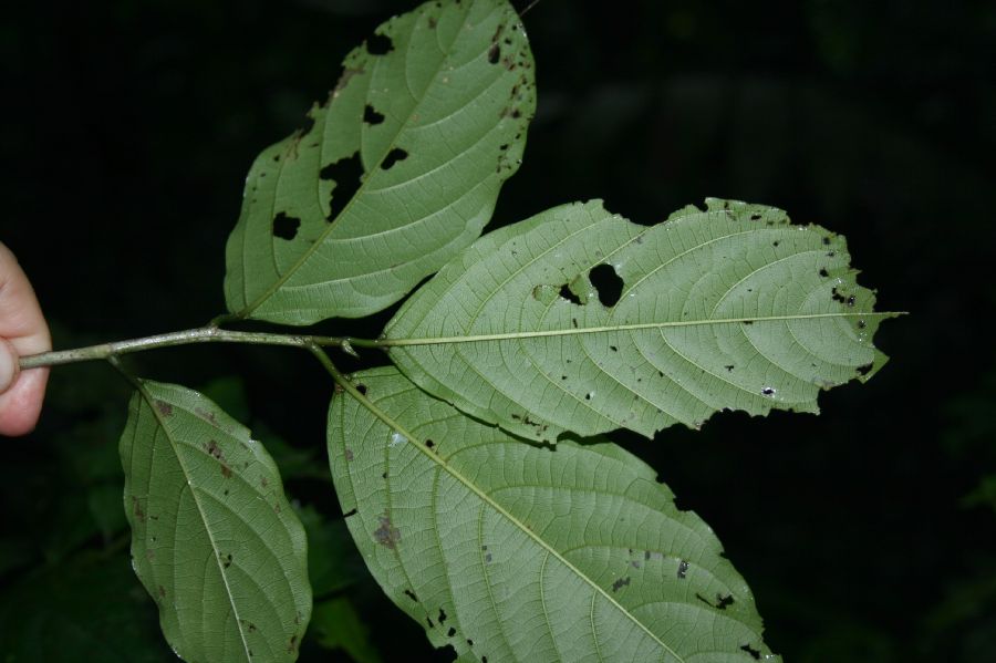 Rhamnaceae Colubrina spinosa