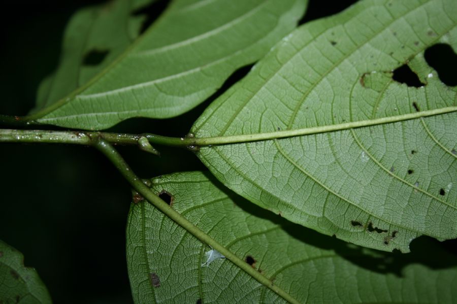 Rhamnaceae Colubrina spinosa