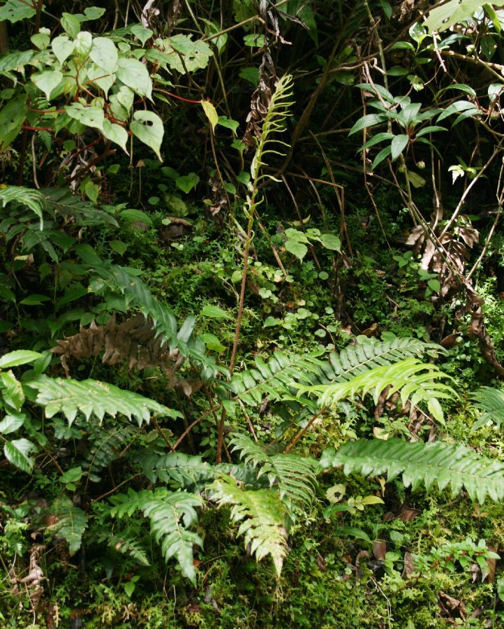 Blechnaceae Parablechnum christii
