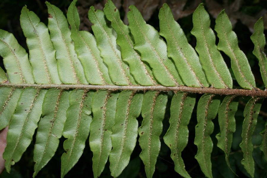 Blechnaceae Parablechnum schiedianum