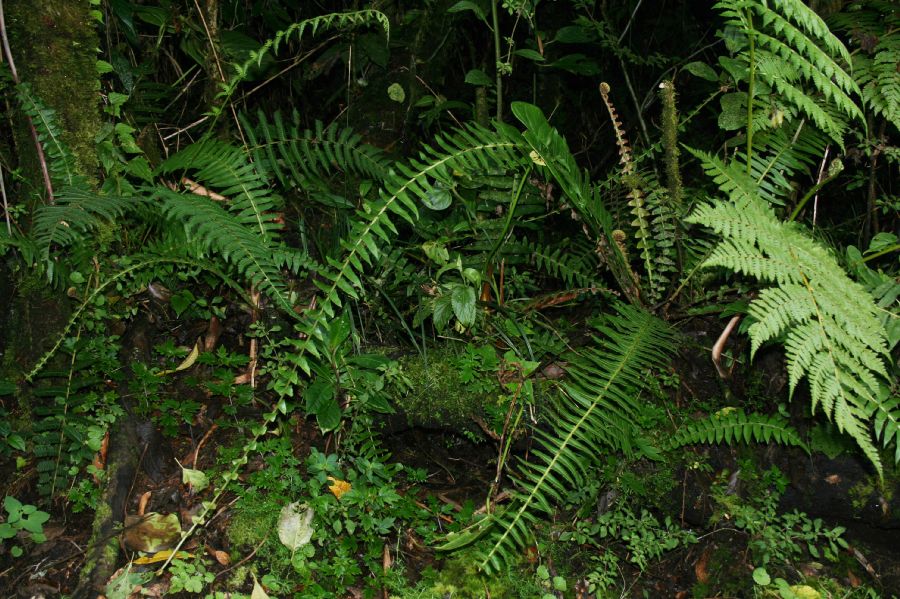 Blechnaceae Cranfillia caudata