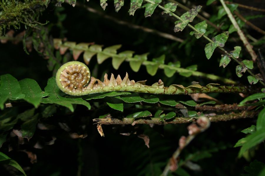 Blechnaceae Cranfillia caudata