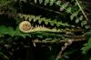 image of Cranfillia caudata
