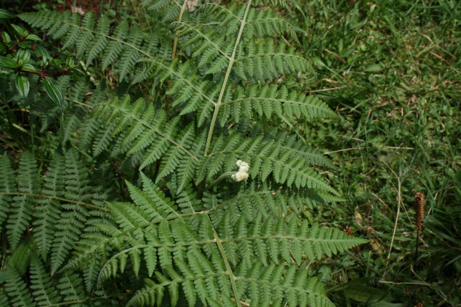 Dennstaedtiaceae Hypolepis zimmerae