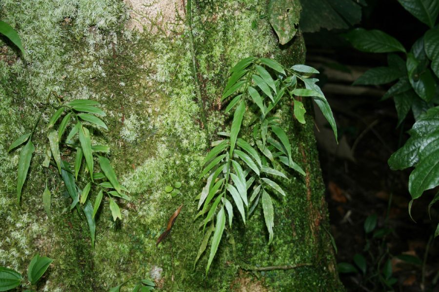 Aspleniaceae Asplenium juglandifolium