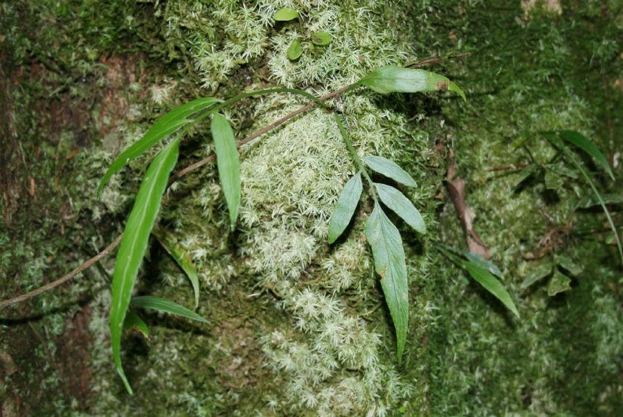 Aspleniaceae Asplenium juglandifolium