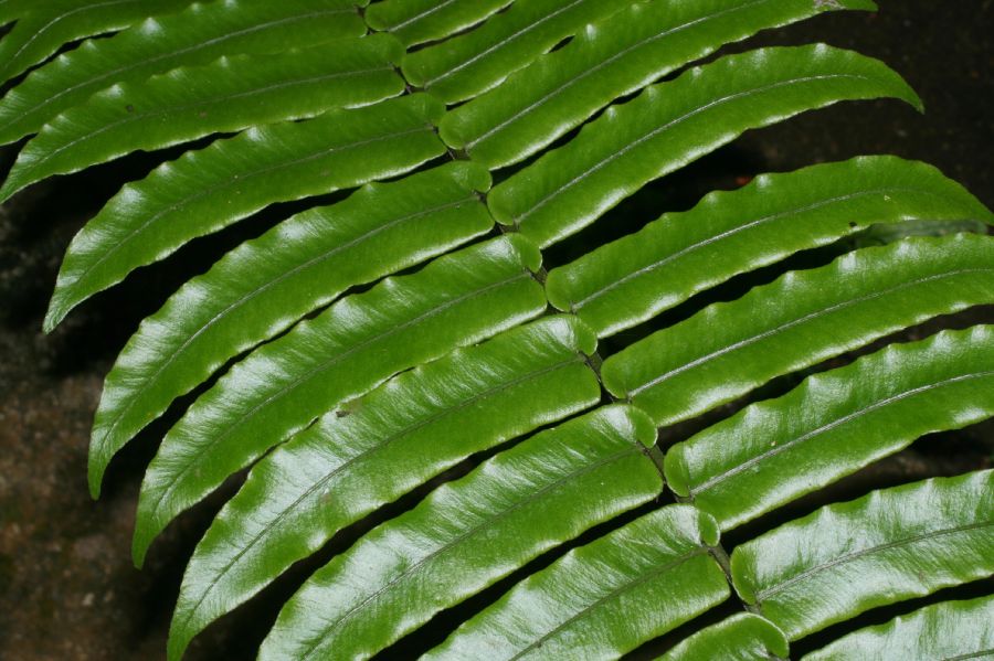 Lomariopsidaceae Cyclopeltis semicordata