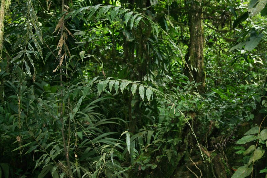 Arecaceae Desmoncus schippii