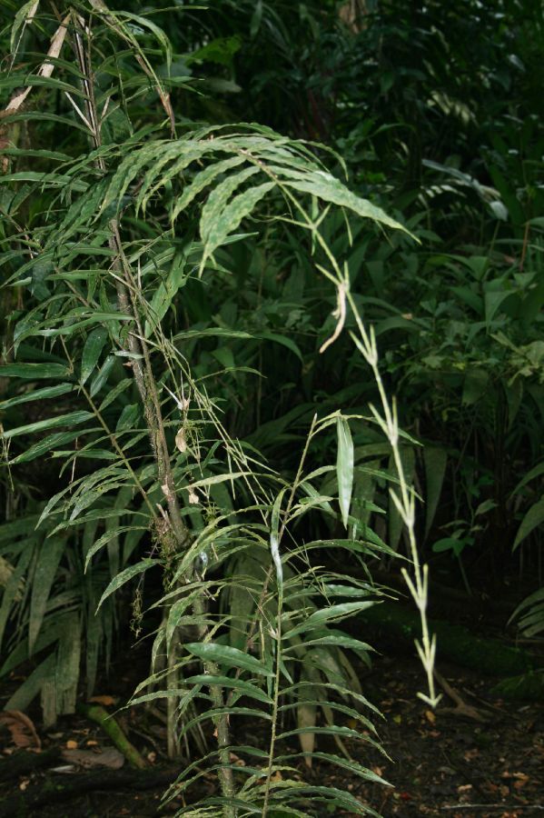Arecaceae Desmoncus schippii