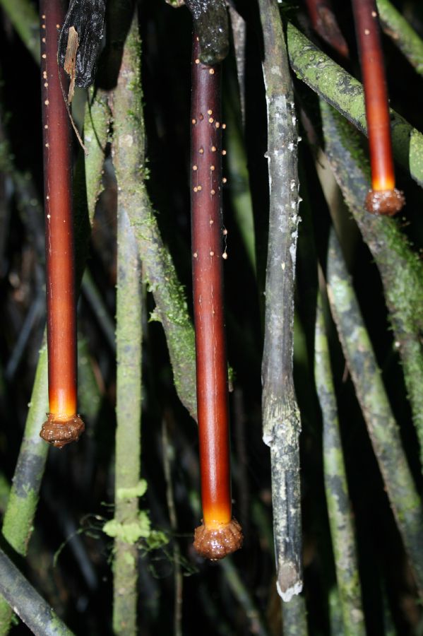 Arecaceae Iriartea deltoidea