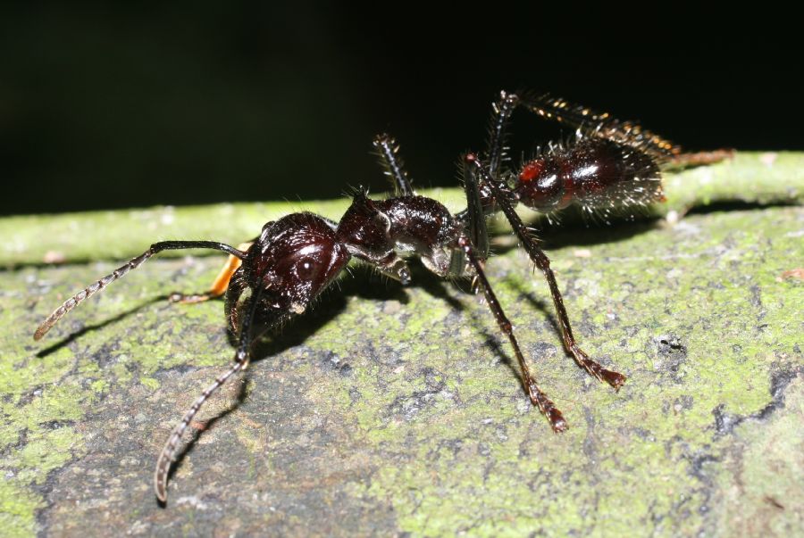 Formicidae Paraponera clavata