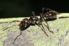 image of Paraponera clavata