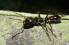 image of Paraponera clavata