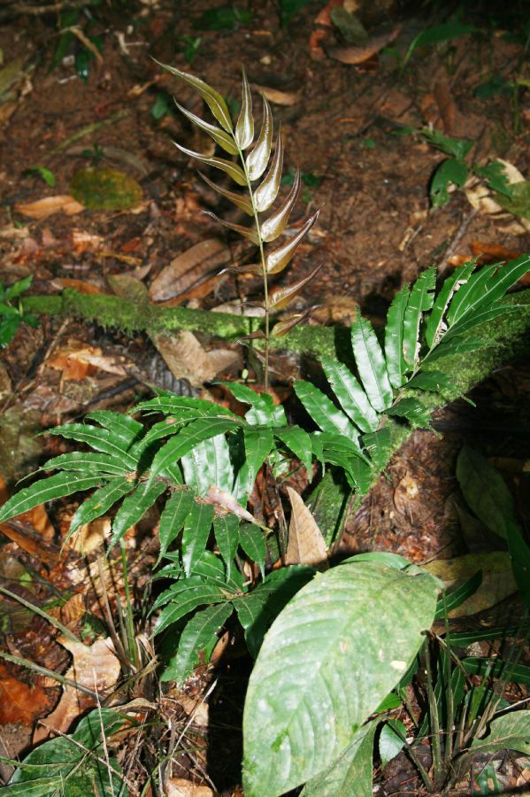 Blechnaceae Salpichlaena papyrus