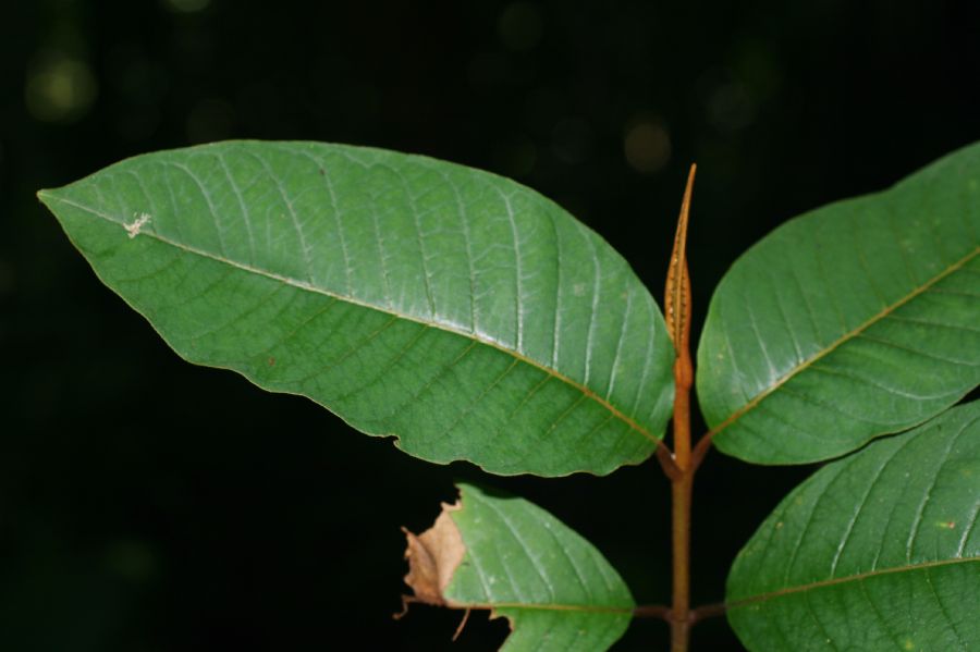 Hypericaceae Vismia macrophylla