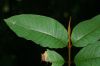 image of Vismia macrophylla