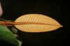 image of Vismia macrophylla
