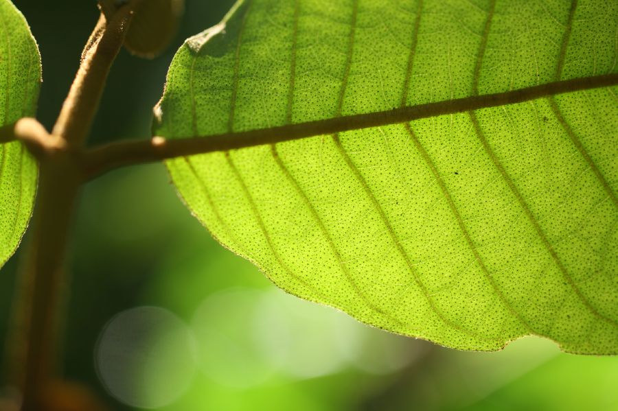 Hypericaceae Vismia macrophylla