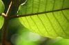 image of Vismia macrophylla