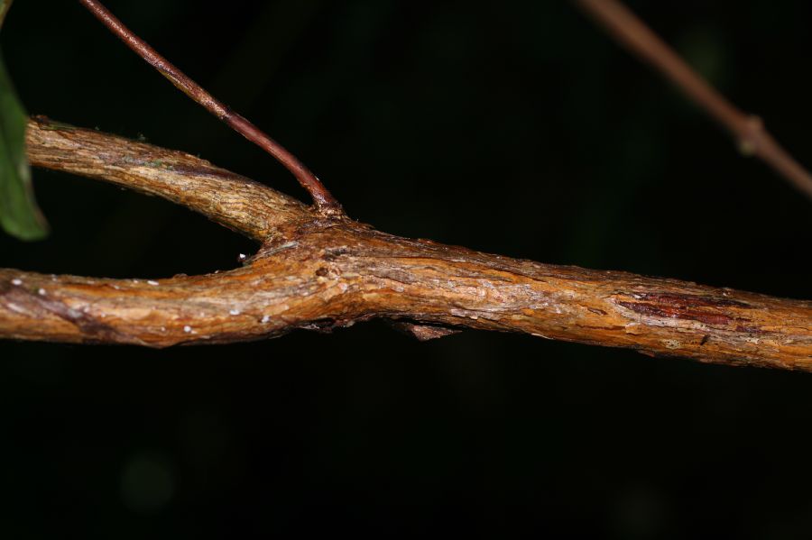 Hypericaceae Vismia macrophylla