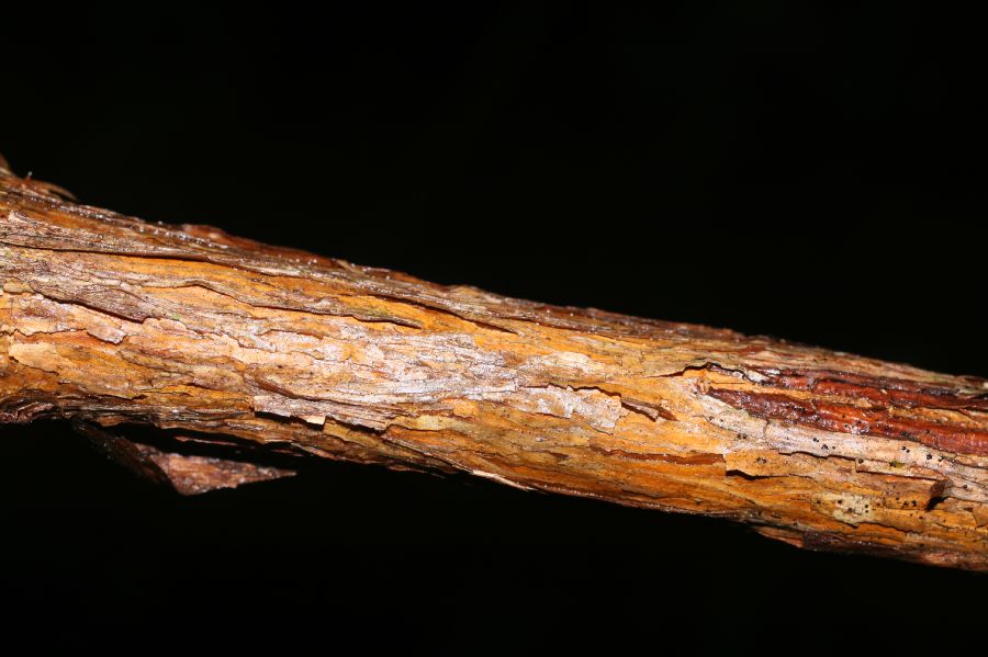 Hypericaceae Vismia macrophylla