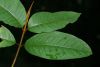 image of Vismia macrophylla