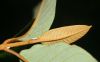 image of Vismia macrophylla