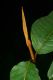 image of Vismia macrophylla