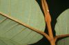 image of Vismia macrophylla