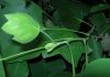image of Liriodendron tulipifera