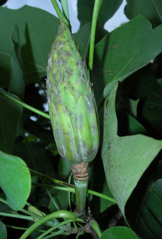 Magnoliaceae Liriodendron tulipifera