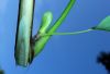 image of Liriodendron tulipifera