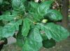 image of Quercus bicolor